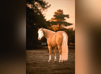 American Quarter Horse, Ruin, 5 Jaar, 155 cm, Palomino