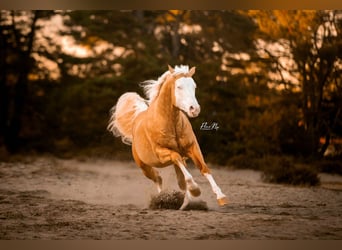 American Quarter Horse, Ruin, 5 Jaar, 155 cm, Palomino