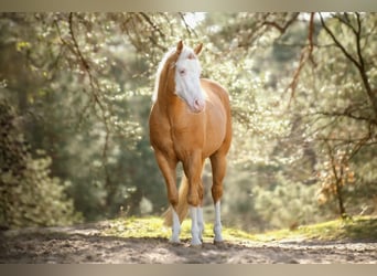 American Quarter Horse, Ruin, 5 Jaar, 155 cm, Palomino