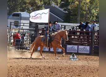 American Quarter Horse, Ruin, 5 Jaar, 155 cm, Palomino