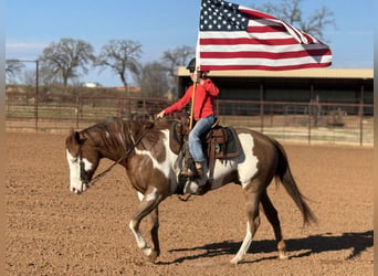 American Quarter Horse Mix, Ruin, 5 Jaar, 155 cm