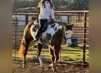 American Quarter Horse Mix, Ruin, 5 Jaar, 155 cm