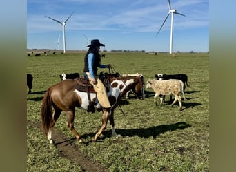 American Quarter Horse Mix, Ruin, 5 Jaar, 155 cm