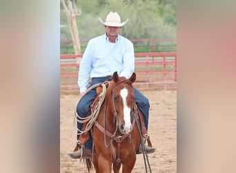 American Quarter Horse, Ruin, 5 Jaar, 155 cm