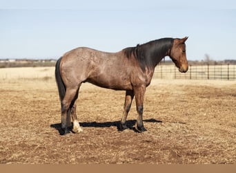 American Quarter Horse, Ruin, 5 Jaar, 155 cm, Roan-Bay