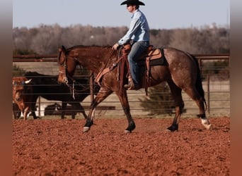 American Quarter Horse, Ruin, 5 Jaar, 155 cm, Roan-Bay