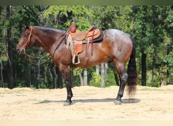 American Quarter Horse, Ruin, 5 Jaar, 155 cm, Roan-Bay