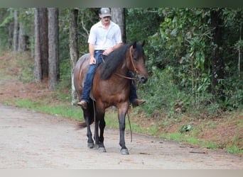 American Quarter Horse, Ruin, 5 Jaar, 155 cm, Roan-Bay