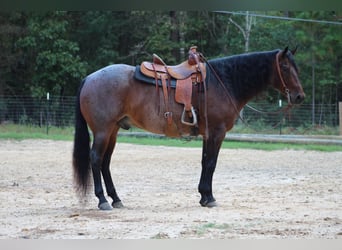 American Quarter Horse, Ruin, 5 Jaar, 155 cm, Roan-Bay