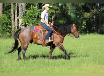 American Quarter Horse, Ruin, 5 Jaar, 155 cm, Roan-Bay