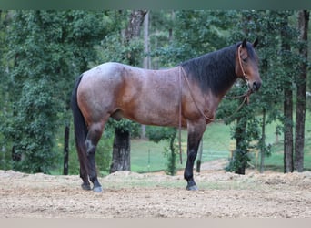 American Quarter Horse, Ruin, 5 Jaar, 155 cm, Roan-Bay