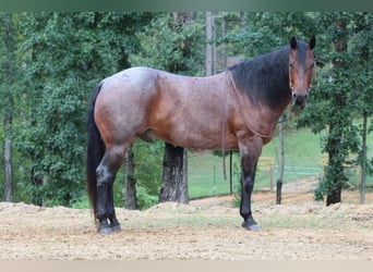 American Quarter Horse, Ruin, 5 Jaar, 155 cm, Roan-Bay