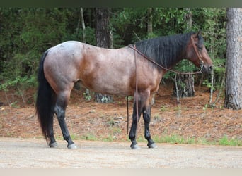 American Quarter Horse, Ruin, 5 Jaar, 155 cm, Roan-Bay