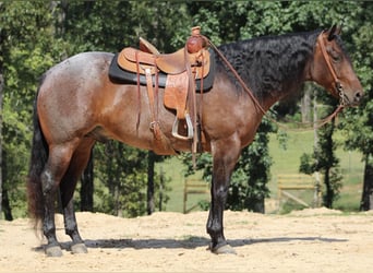 American Quarter Horse, Ruin, 5 Jaar, 155 cm, Roan-Bay