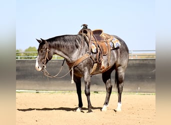 American Quarter Horse, Ruin, 5 Jaar, 155 cm, Roan-Blue