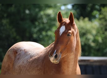 American Quarter Horse, Ruin, 5 Jaar, 155 cm, Roan-Red