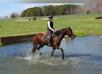 American Quarter Horse Mix, Ruin, 5 Jaar, 155 cm, Roodbruin
