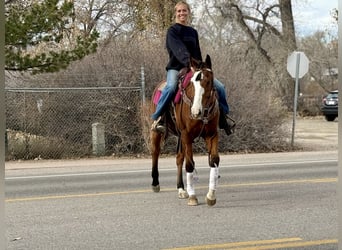 American Quarter Horse, Ruin, 5 Jaar, 155 cm, Roodbruin