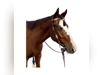 American Quarter Horse, Ruin, 5 Jaar, 155 cm, Roodbruin
