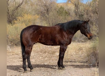 American Quarter Horse, Ruin, 5 Jaar, 155 cm, Roodbruin