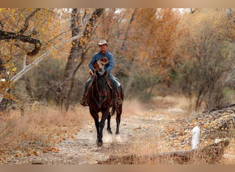 American Quarter Horse, Ruin, 5 Jaar, 155 cm, Roodbruin