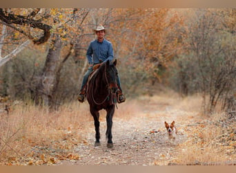 American Quarter Horse, Ruin, 5 Jaar, 155 cm, Roodbruin