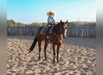 American Quarter Horse, Ruin, 5 Jaar, 155 cm, Roodbruin