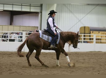 American Quarter Horse, Ruin, 5 Jaar, 155 cm, Roodvos