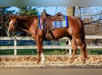 American Quarter Horse, Ruin, 5 Jaar, 155 cm, Roodvos