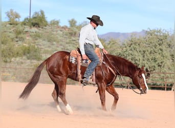 American Quarter Horse, Ruin, 5 Jaar, 155 cm, Roodvos
