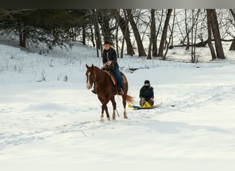 American Quarter Horse, Ruin, 5 Jaar, 155 cm, Roodvos