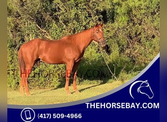 American Quarter Horse, Ruin, 5 Jaar, 155 cm, Roodvos