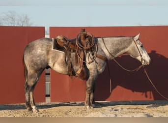 American Quarter Horse, Ruin, 5 Jaar, 155 cm, Schimmel