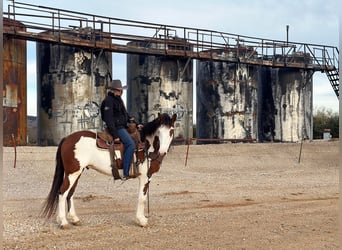 American Quarter Horse, Ruin, 5 Jaar, 155 cm, Tobiano-alle-kleuren