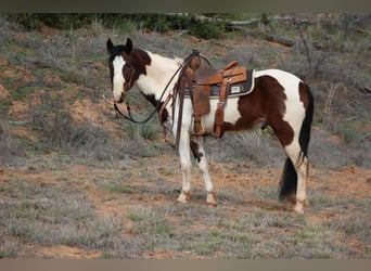 American Quarter Horse, Ruin, 5 Jaar, 155 cm, Tobiano-alle-kleuren