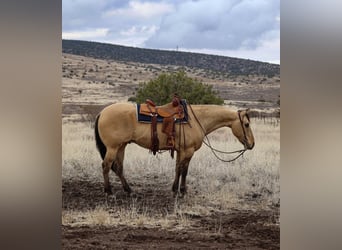 American Quarter Horse, Ruin, 5 Jaar, 155 cm