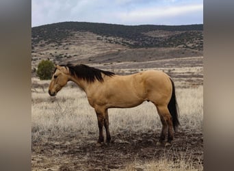 American Quarter Horse, Ruin, 5 Jaar, 155 cm