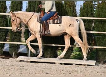 American Quarter Horse, Ruin, 5 Jaar, 156 cm, Palomino