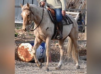 American Quarter Horse, Ruin, 5 Jaar, 156 cm, Palomino