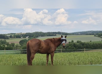 American Quarter Horse, Ruin, 5 Jaar, 156 cm, Vos