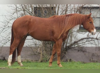 American Quarter Horse, Ruin, 5 Jaar, 156 cm, Vos