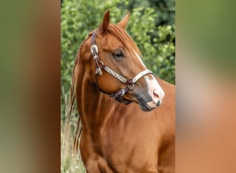 American Quarter Horse, Ruin, 5 Jaar, 156 cm, Vos