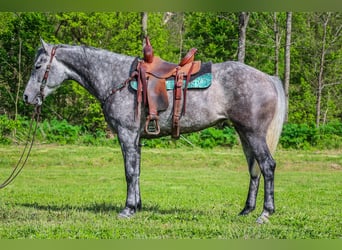 American Quarter Horse, Ruin, 5 Jaar, 157 cm, Appelschimmel