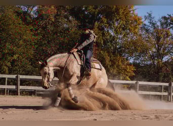 American Quarter Horse, Ruin, 5 Jaar, 157 cm, Buckskin