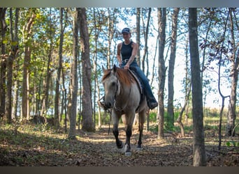 American Quarter Horse, Ruin, 5 Jaar, 157 cm, Buckskin