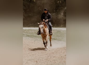 American Quarter Horse, Ruin, 5 Jaar, 157 cm, Buckskin