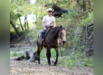 American Quarter Horse, Ruin, 5 Jaar, 157 cm, Buckskin American Quarter Horse, Ruin, 5 Jaar, 157 cm, Buckskin