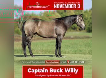 American Quarter Horse, Ruin, 5 Jaar, 157 cm, Buckskin American Quarter Horse, Ruin, 5 Jaar, 157 cm, Buckskin