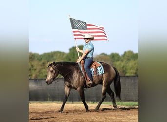 American Quarter Horse, Ruin, 5 Jaar, 157 cm, Buckskin American Quarter Horse, Ruin, 5 Jaar, 157 cm, Buckskin