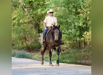 American Quarter Horse, Ruin, 5 Jaar, 157 cm, Buckskin American Quarter Horse, Ruin, 5 Jaar, 157 cm, Buckskin